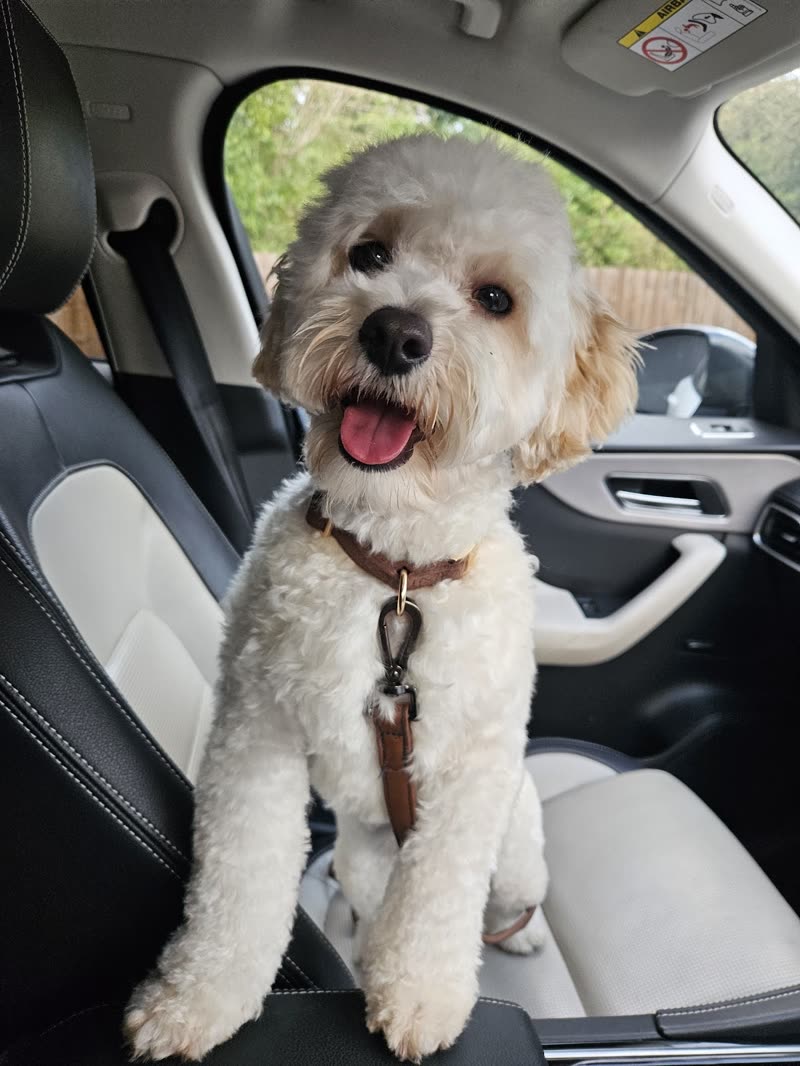 Cream cockapoo sitting happily in a car seat after its groom, mouth open and coat fluffed
