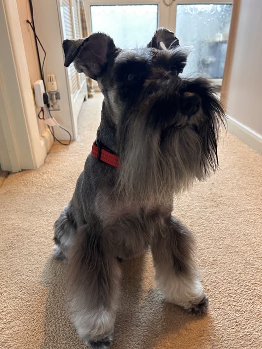 Salt-and-pepper schnauzer in a doorway with a classic breed trim, skirt long and legs feathered